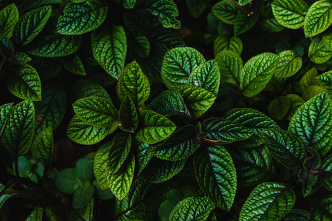 mint plant leaves