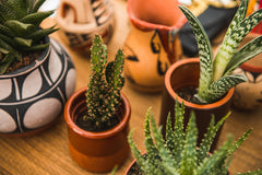 hi cacti brings desert plants and southwestern decor to Black Deer Festival