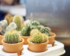 hi cacti classes and workshops