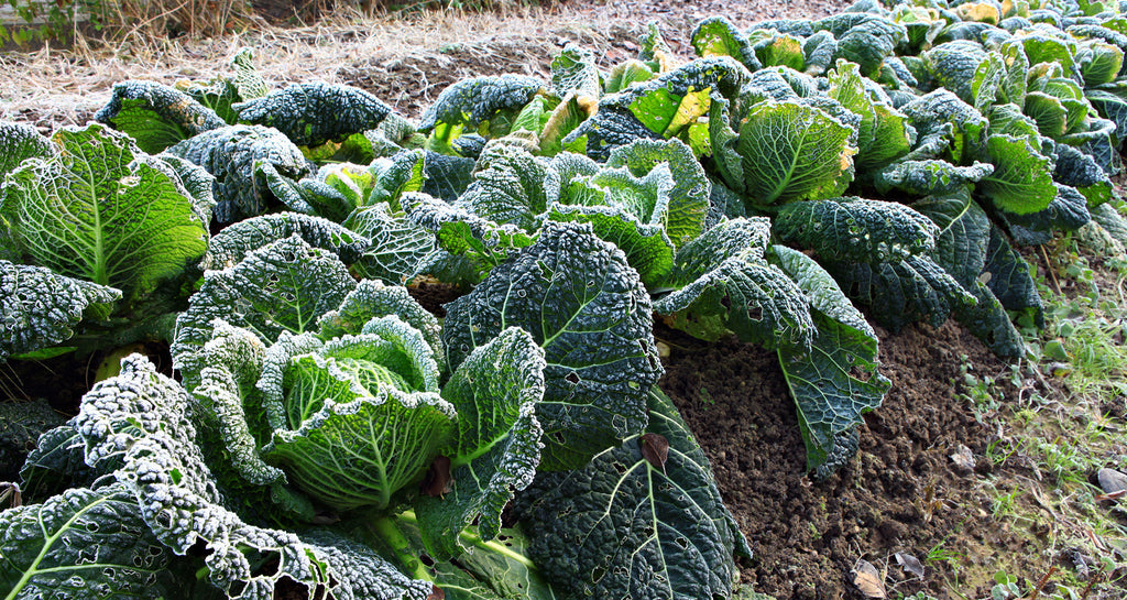 A List Of Cool Weather Vegetable Crops The Rusted Garden