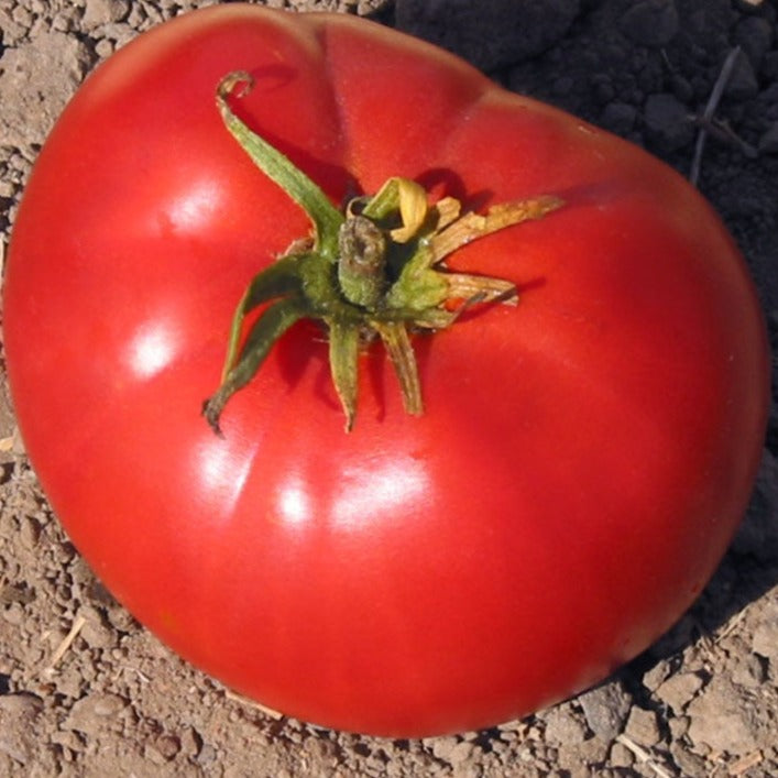 brandywine tomato plant
