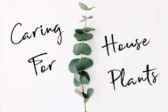 #Caring #For #House #Plants #houseplants #indoor #caretaking