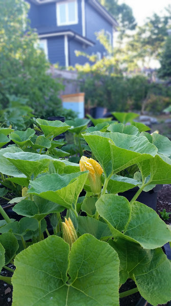 hives and zucchini