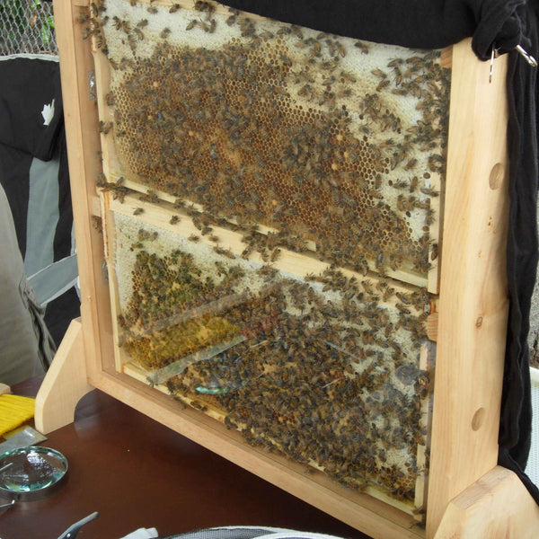 observation hive