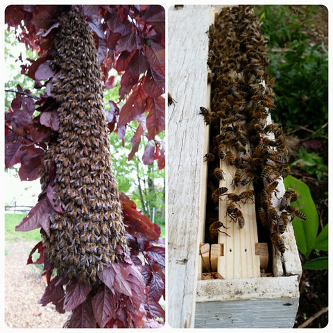 swarm on plum tree