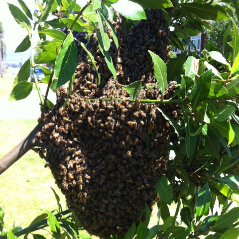 swarm on bush