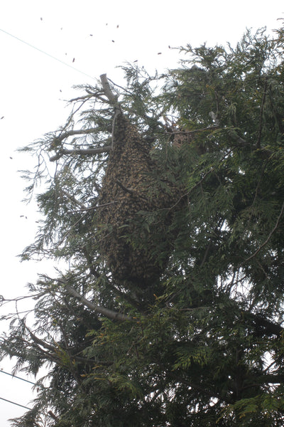 swarm in tree