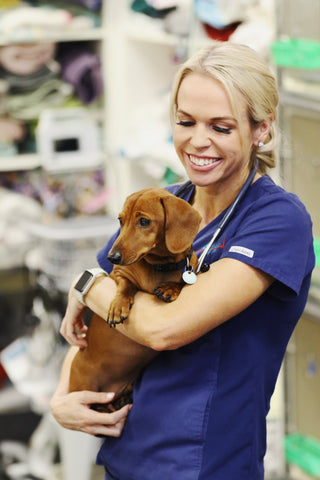 Dr Alex Hynes Bondi Vet Dog