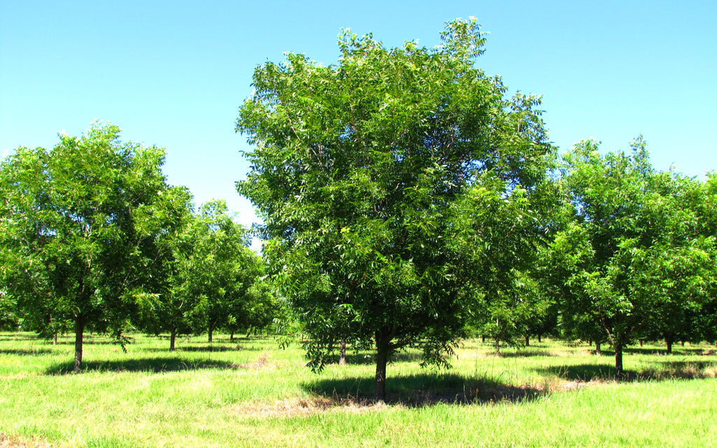 Foto de árboles de pecán