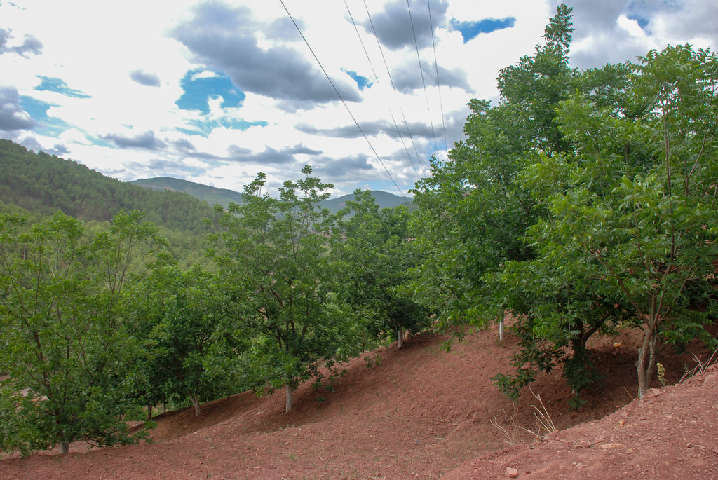 Colina con plantación de nogales pecán en China