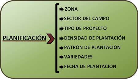 Planificación del cultivo de nogal pecán