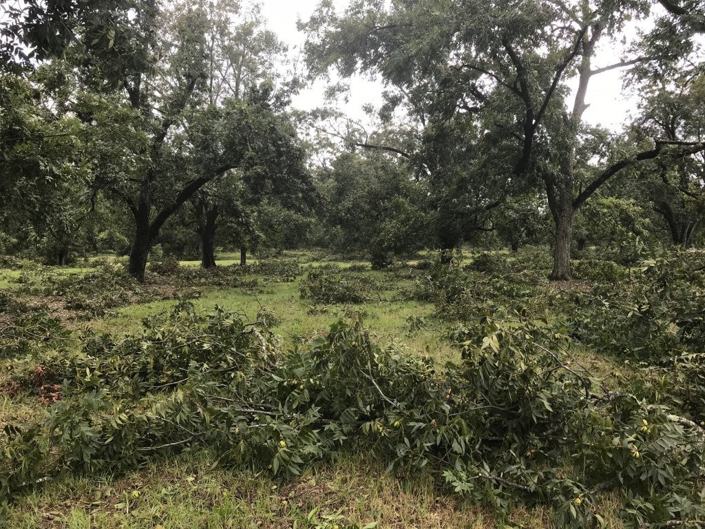 Impacto del huracán Michael en plantaciones de nuez pecán del estado de Georgia