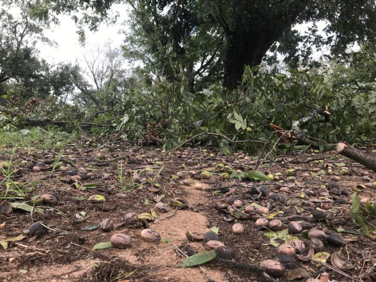 Impacto del huracán Michael en plantaciones de nuez pecán del estado de Georgia