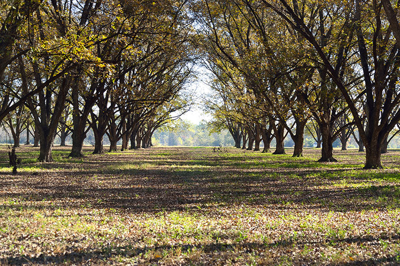 Plantación de nogales pecán