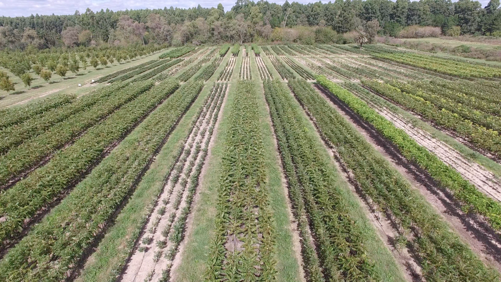 Vista del VIVERO ANJU desde el aire.