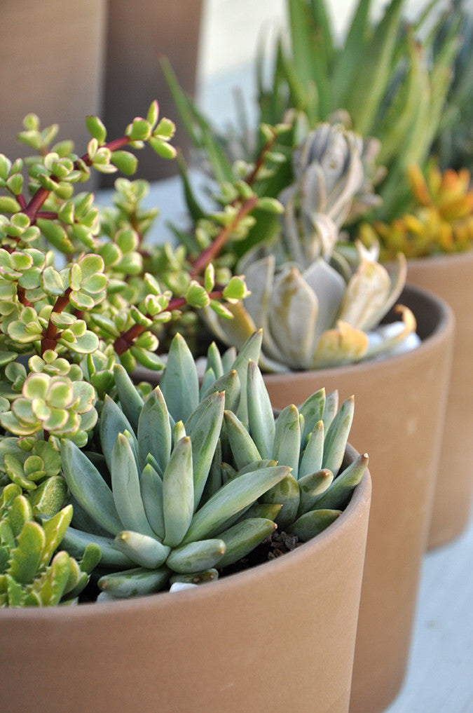 Succulent Centerpieces