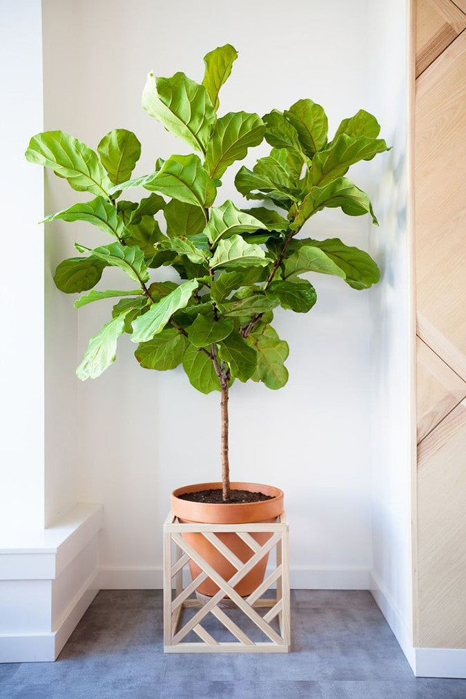 DIY Lattice Planter