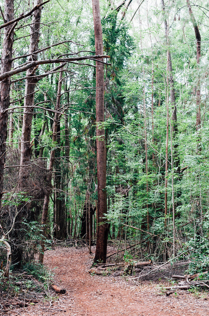 Waihou Spring Forest Reserve