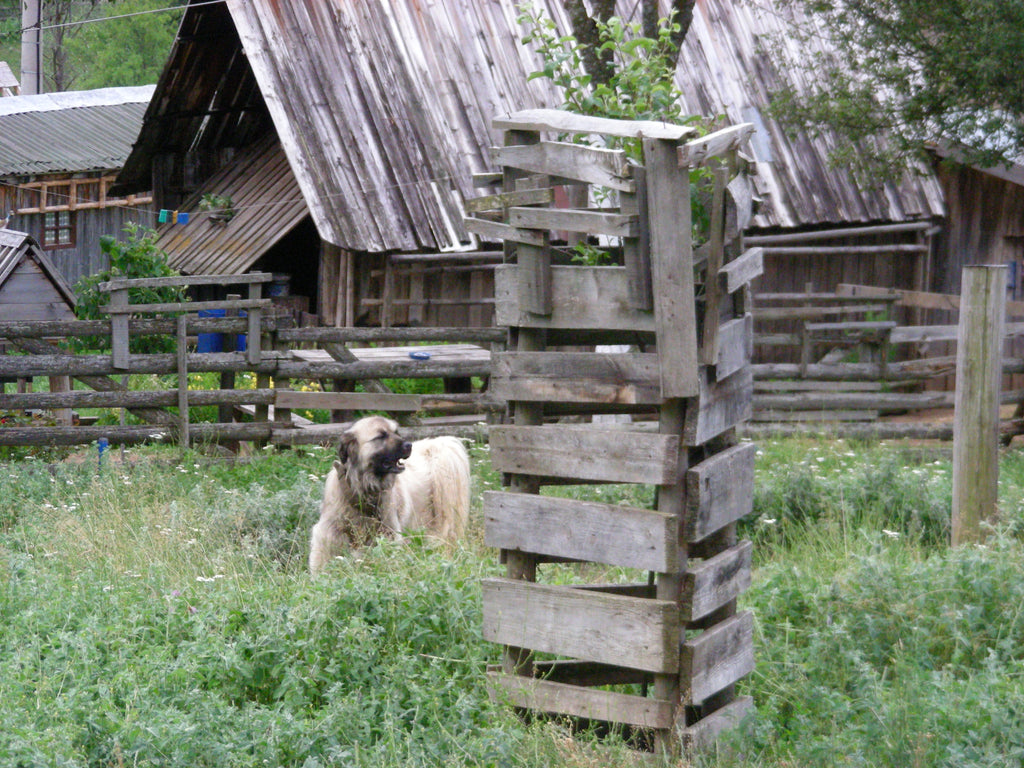 lajka-jezdici-tara