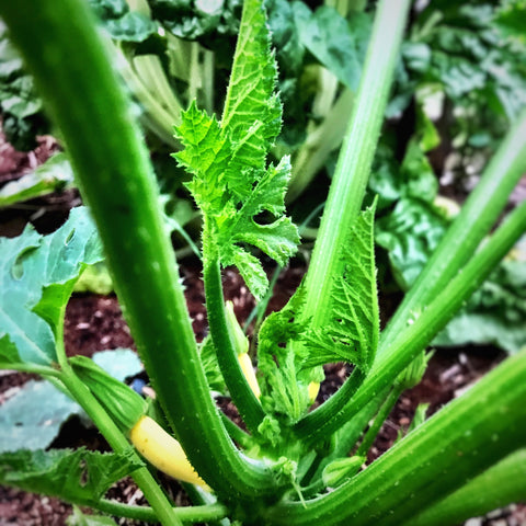 Singing Magpie Produce