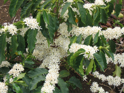 Flowering Coffee Tree