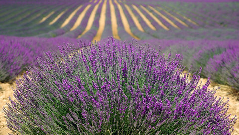 Bulgarian Lavender Fields