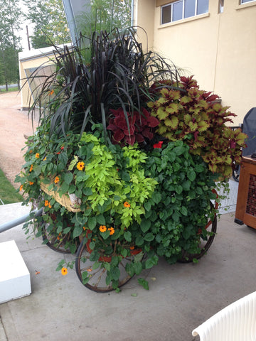 mixed planter