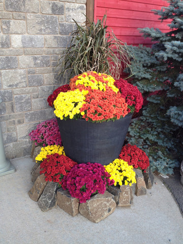 mixed planter with fall mums