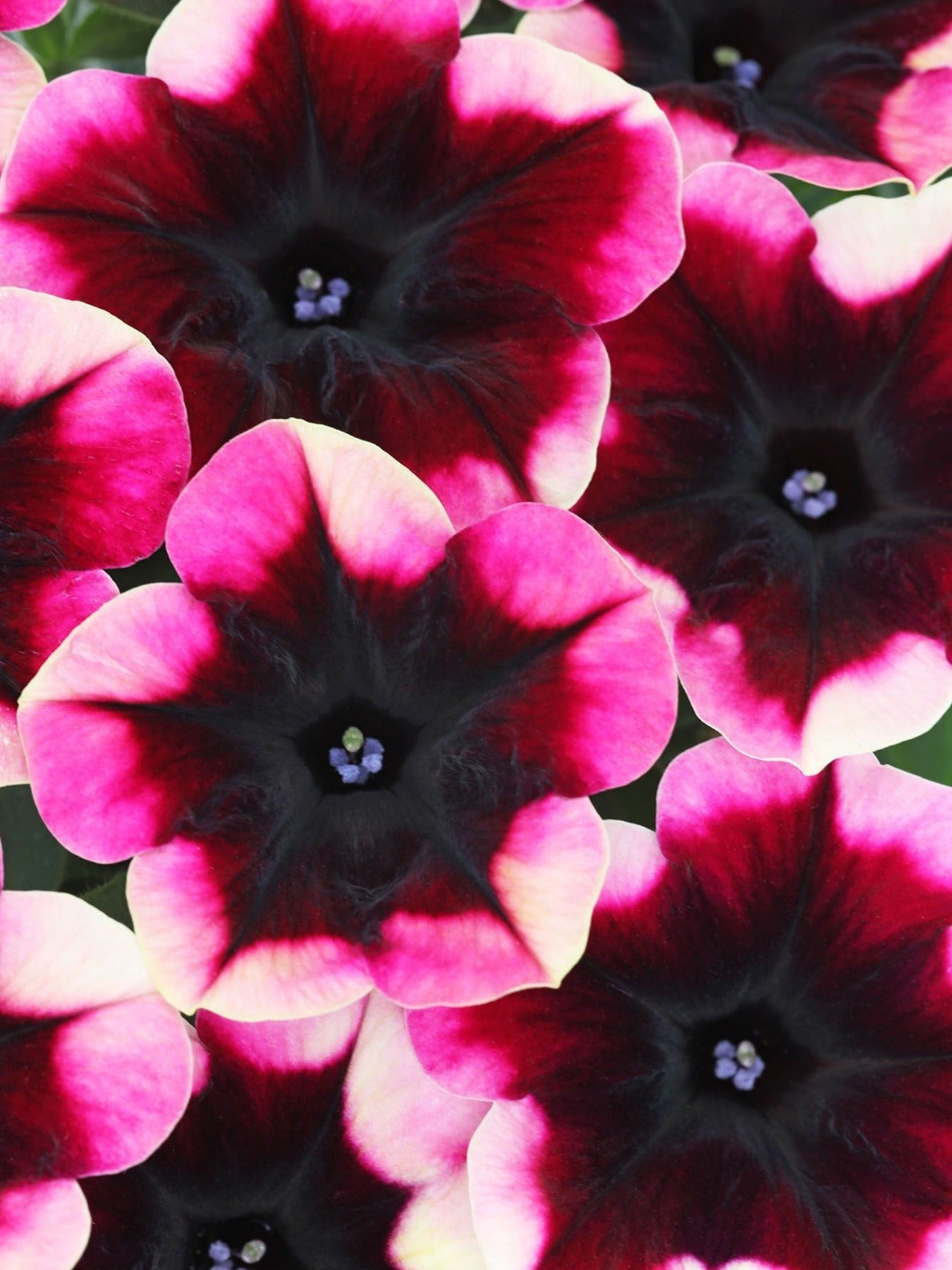 PETUNIA CRAZYTUNIA 'BLACKBERRY JAM'