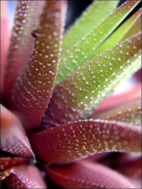 SUCCULENT HAWORTHIA RADULA