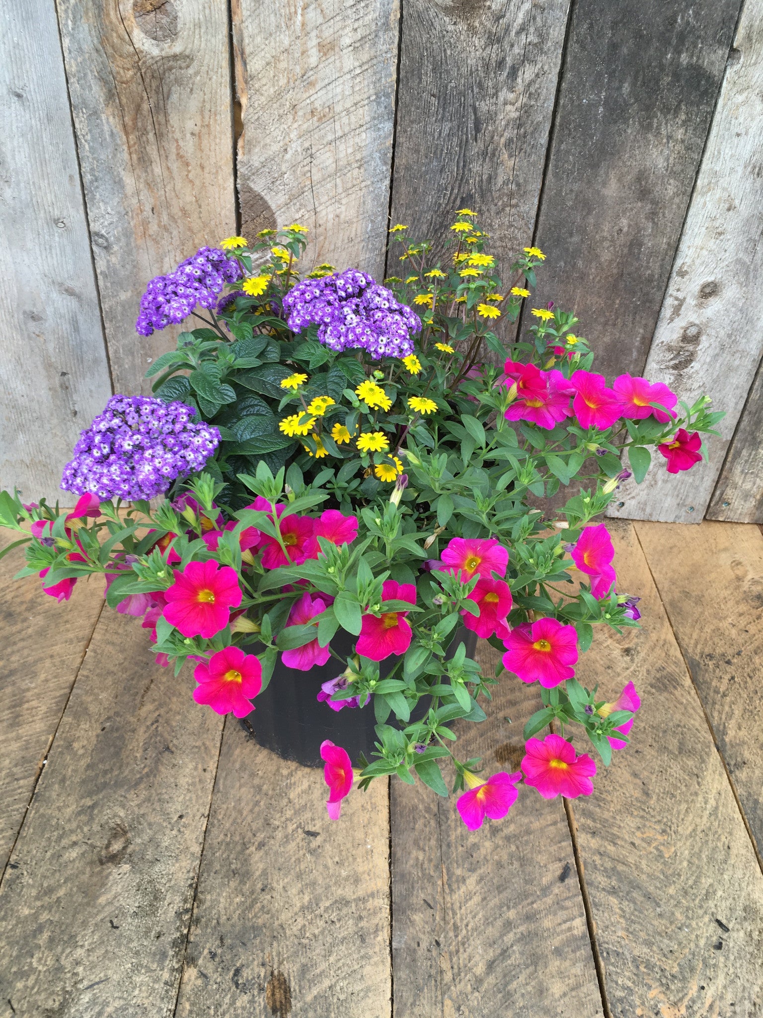 PLANTER (11 inches) 'SUN'