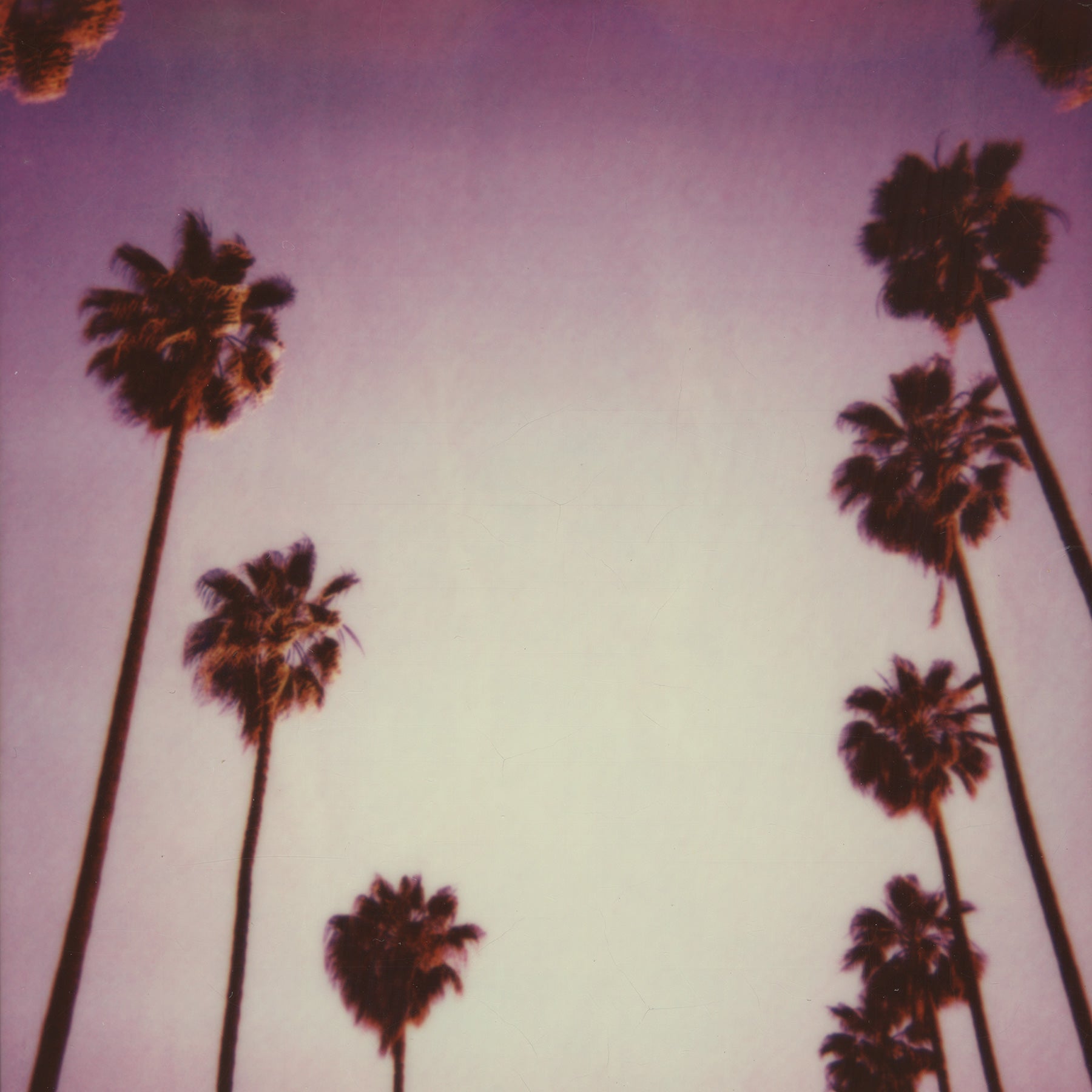 STUART SANDFORD, THE PALM TREES OF LAVETA TERRACE, 2014