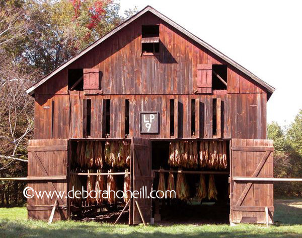 Barn Red Tobacco Barn 16x20 Print Deborah O Neill European