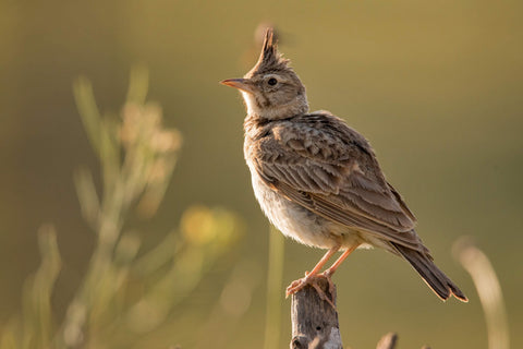 Die Haubenlerche ist der sprichwörtliche frühe Vogel