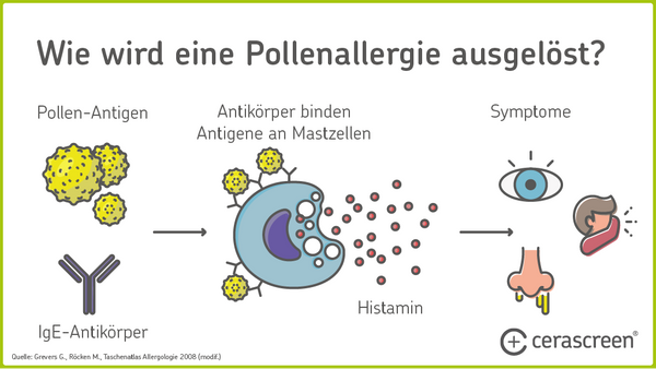Pollenallergie Reaktion des Immunsystems