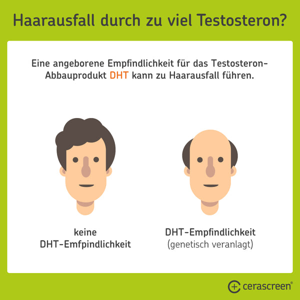 Kann zu viel Testosteron Haarausfall begünstigen?