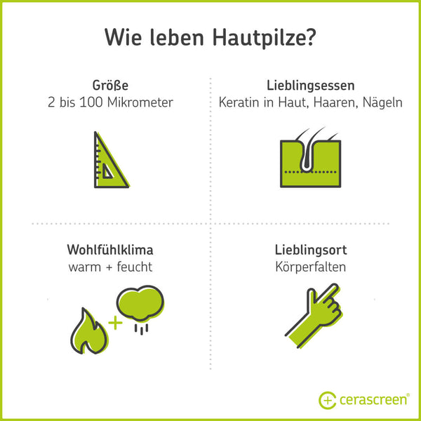 Infografik: Wie leben Hautpilze?