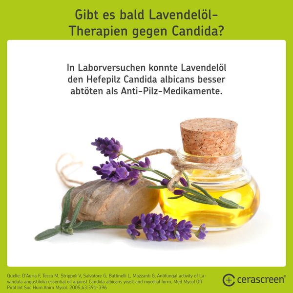 Studie: Lavendelöl half gegen Candida-Pilze