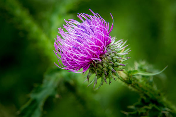 Mariendistel mit ihrer violetten Blüte