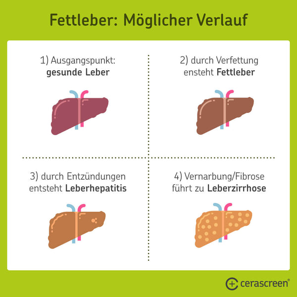 Möglicher Verlauf einer Fettleber