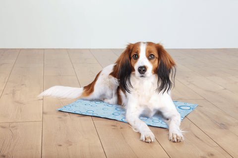 cooling mats for dogs