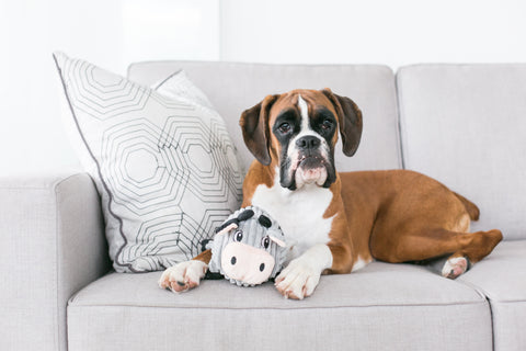 Dog with his toy