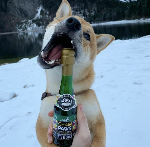 Pet summer drinks/ dog beer