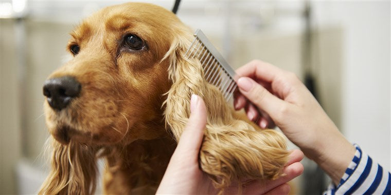 Dog grooming