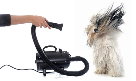 dog grooming at home