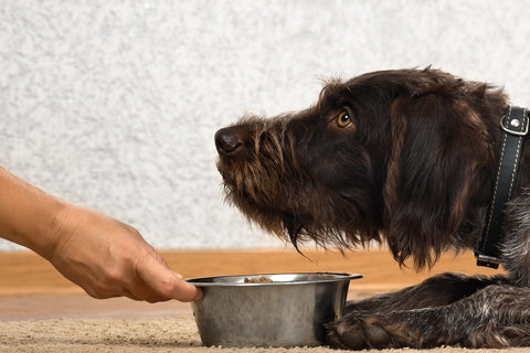 Woman giving food to the dog