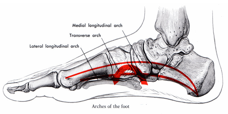 Anatomy of the Foot Arch
