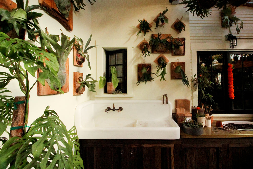 Mounted staghorn ferns hang from the walls at Portland's Pistils Nursery.