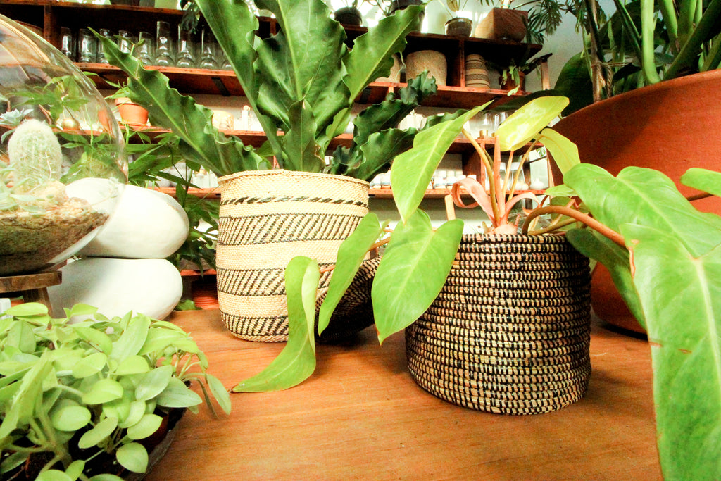 Woven plants baskets make a great gift from Pistils Nursery in Portland, Oregon.