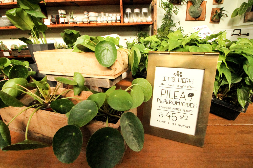 Pileas are a trendy plant and a great hostess gift during the holidays.